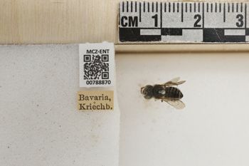 Media type: image;   Entomology 788870 Aspect: Labels